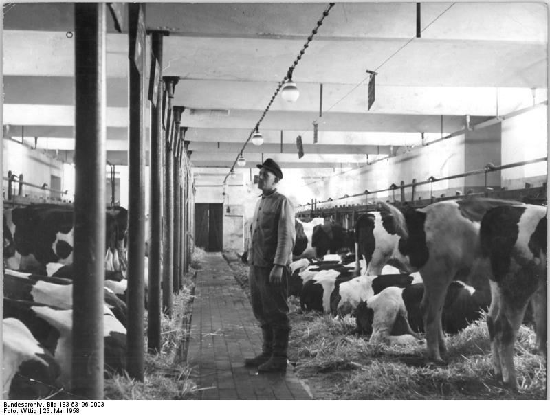 Bauer beim Füttern im Kuhstall, Schwarz-Weiß-Foto von 1958