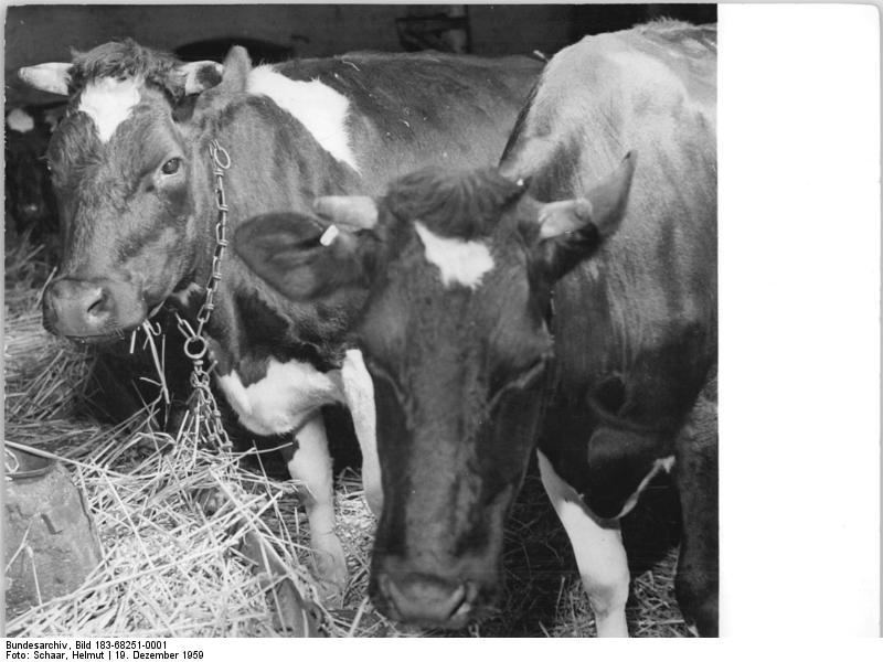 Milchkühe im Stall, Schwarz-Weiß-Foto